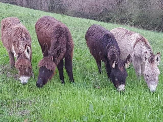 Gites Etche Arguinia Montory Εξωτερικό φωτογραφία
